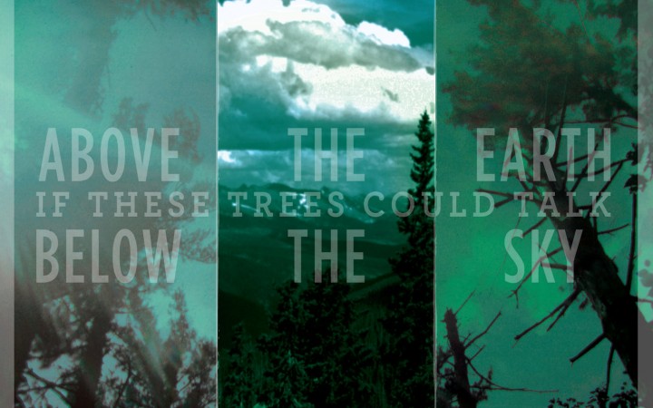 If These Trees Could Talk – Above The Earth, Below The Sky