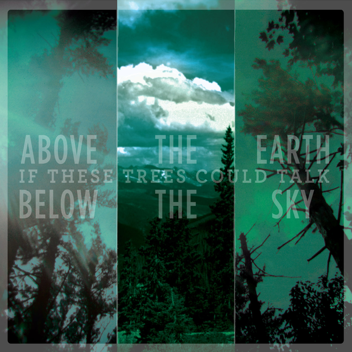  If These Trees Could Talk – Above The Earth, Below The Sky