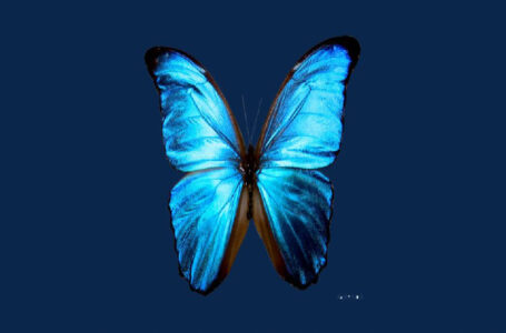 Ferny G – “Butterflies”